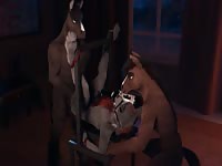 Animal sex porn depicts horse banging bound donkey while his friend screws the beasts mouth