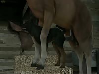 Hentai animal sex of dog getting fucked by a horse