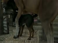 Big horse dick wrecking a dog's pussy in animal sex